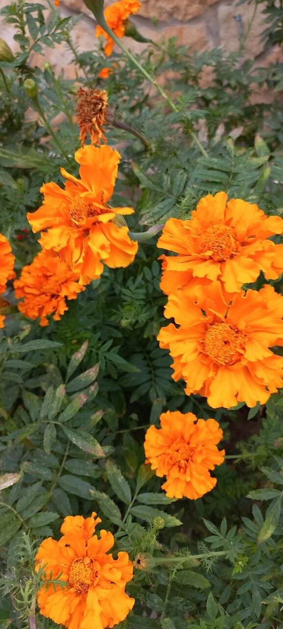 Фото Гостиницы Сашенька Южная Озереевка 62