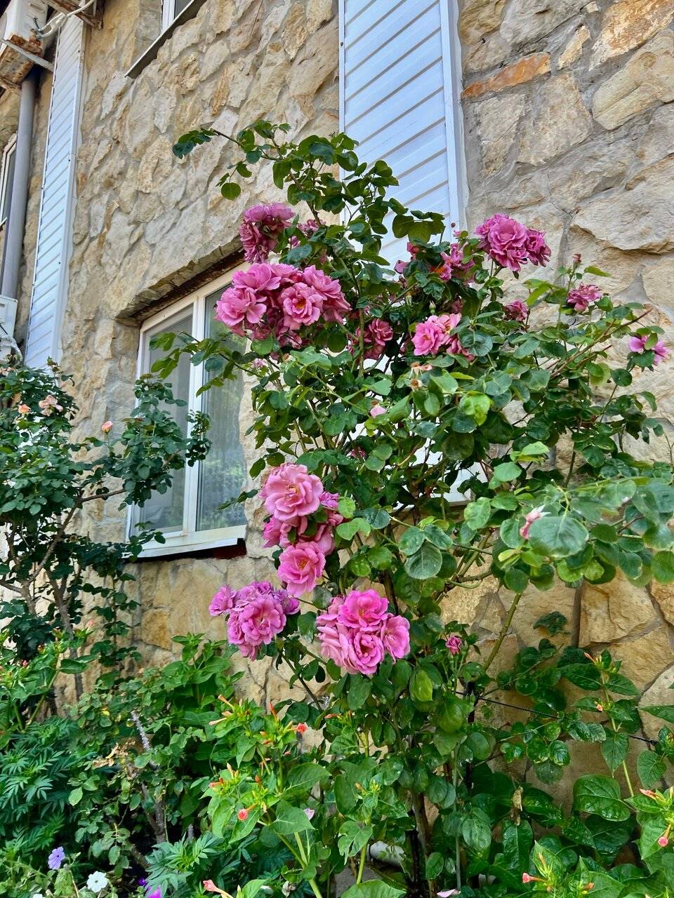 Фото Гостиницы Сашенька Южная Озереевка 55