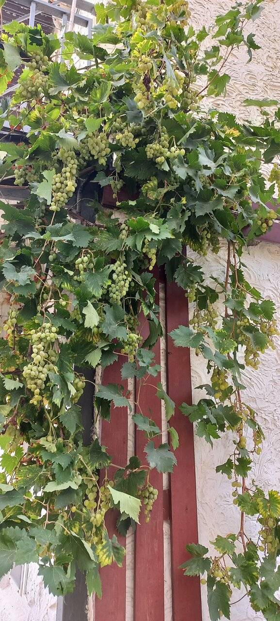 Фото Гостиницы Сашенька Южная Озереевка 79