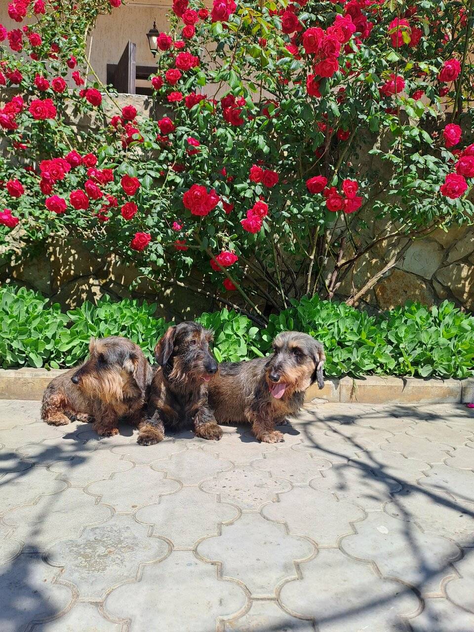 Фото Гостиницы Сашенька Южная Озереевка 50