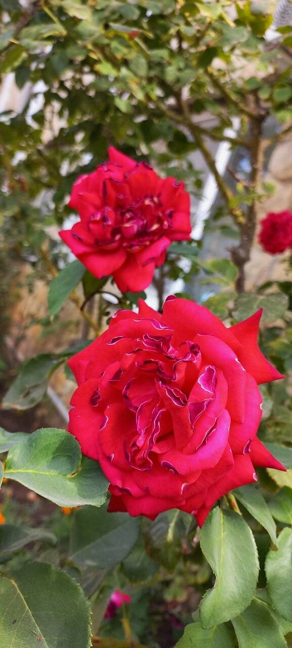 Фото Гостиницы Сашенька Южная Озереевка 67